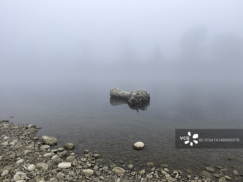 阿勒河上的雾中浮木图片素材