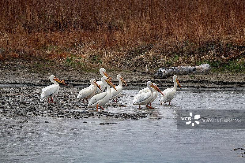 在蒙大拿州默塞尔谢尔河中涉水的美洲白鹈鹕图片素材