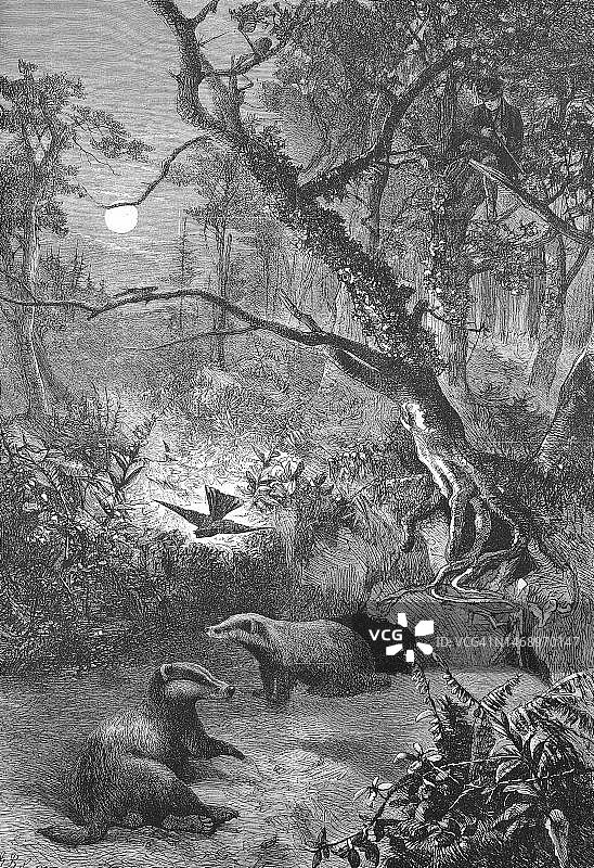 欧洲獾（Meles meles），在森林中夜间洞穴前，19世纪德国历史数码修复图片素材