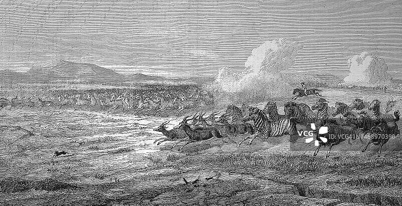 瓦尔河平原上的野生动物群（斑马、羚羊和角马逃离猎人，1868年，南非，19世纪原版数字修复再现）图片素材