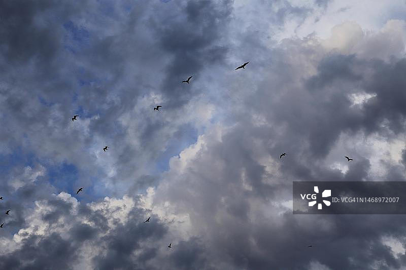 加拿大魁北克省的暴风云和鸟类图片素材