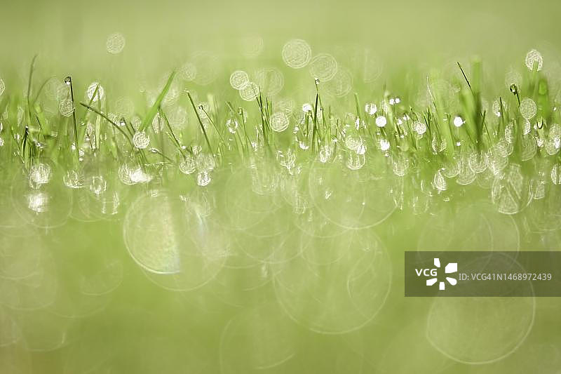 夏季早晨的草地，露珠闪烁，德国萨克森图片素材