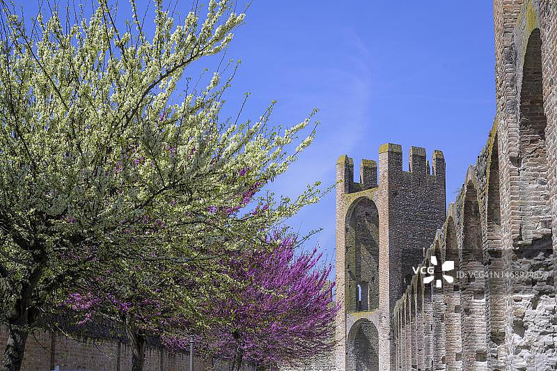 意大利帕多瓦省蒙塔尼亚纳的城墙和鲜花盛开的树木图片素材