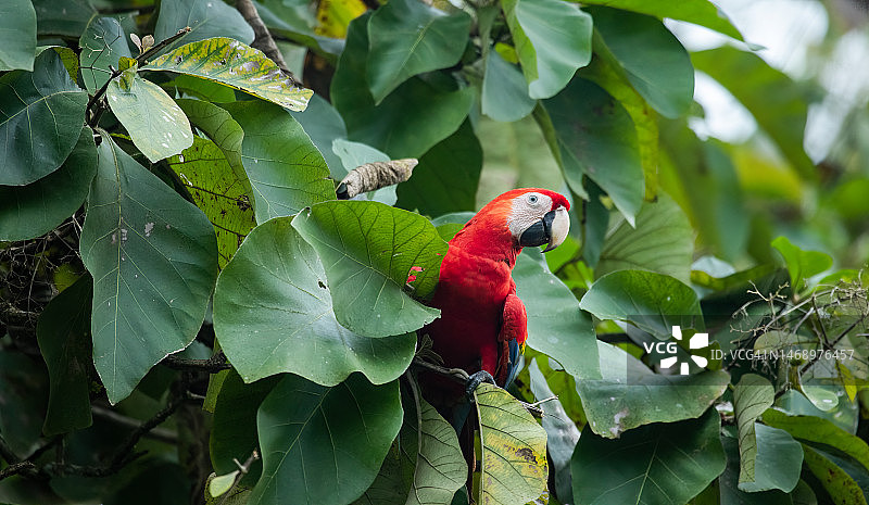 猩红金刚鹦鹉图片素材
