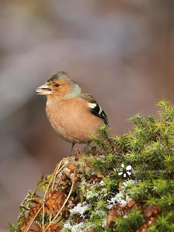 雄性苍头燕雀正在觅食图片素材