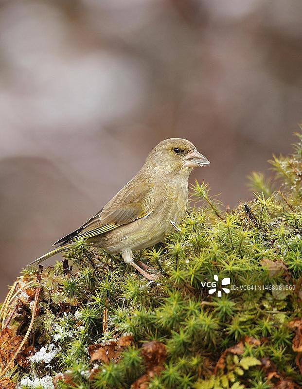 欧洲金翅雀正在觅食，德国巴伐利亚州阿尔高图片素材