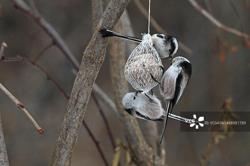 德国巴伐利亚的长尾山雀图片素材