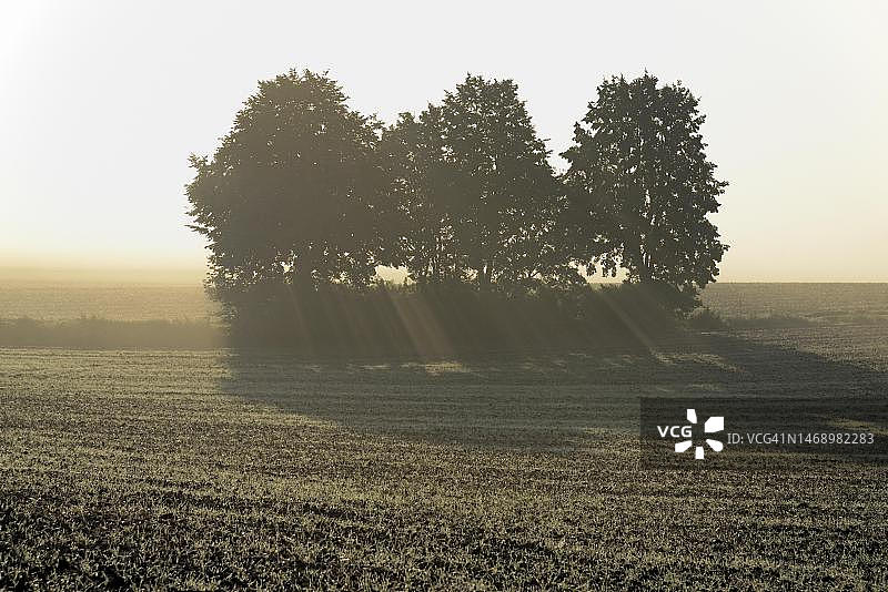 德国北莱茵-威斯特法伦州田野景观中，沐浴在清晨浓雾和朝阳下的落叶乔木图片素材