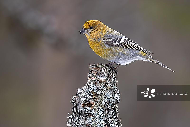 太平鸟（雌性），冬季，芬兰卡马宁图片素材