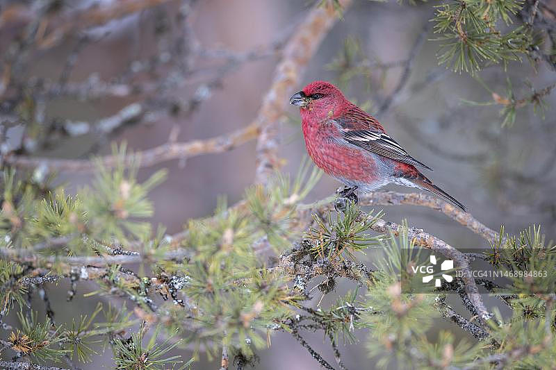 松雀（朱雀属），雄性，松树，冬季，卡马宁，芬兰图片素材