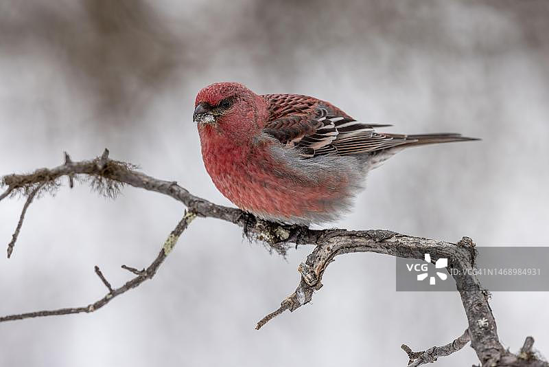 松雀（Pinicola enucleator），雄性，树枝，冬季，卡马宁，芬兰图片素材