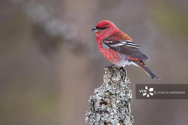 松雀，雄性，树枝，冬季，芬兰卡马宁图片素材