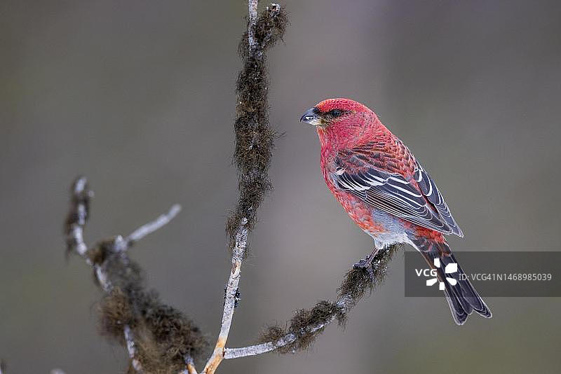 松雀（雄性），苔藓树枝，冬季，卡马宁，芬兰图片素材