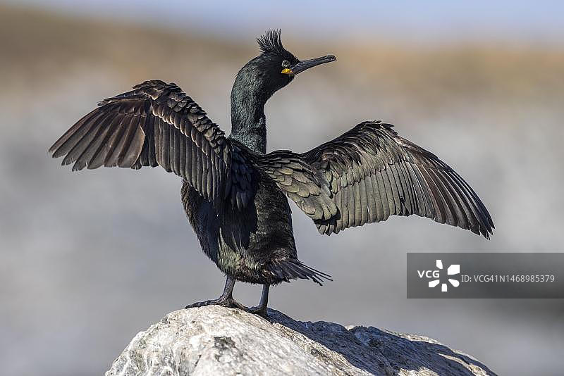 普通鸬鹚，羽毛，竖起的羽毛，干燥的翅膀，岩石，鸟岛，挪威北部图片素材