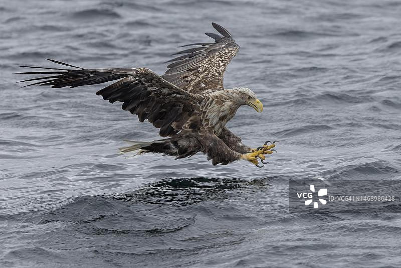 挪威北部韦斯特伦，捕鱼的成年白尾海雕图片素材
