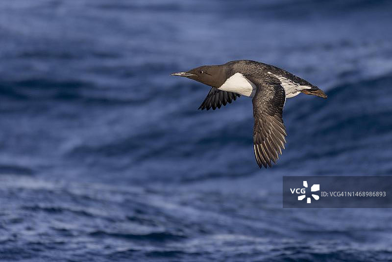 海鸠：飞行于海面之上，位于挪威北部芬马克瓦伦格峡湾的鸟岛图片素材