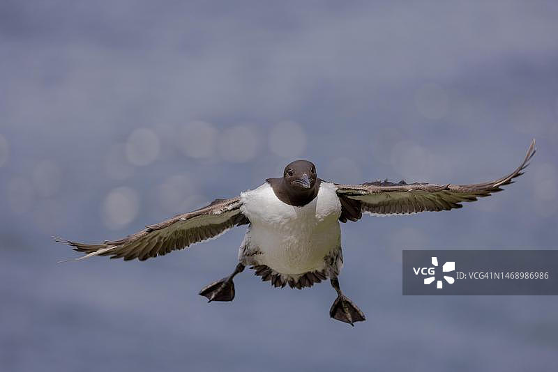 飞近鸟岛的海鸠，挪威北部图片素材