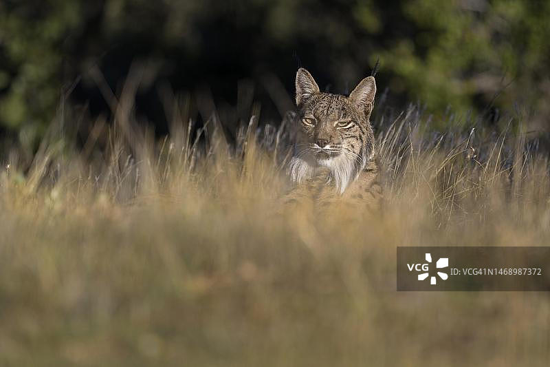 西班牙卡斯蒂利亚-拉曼恰托莱多省伊比利亚猞猁图片素材