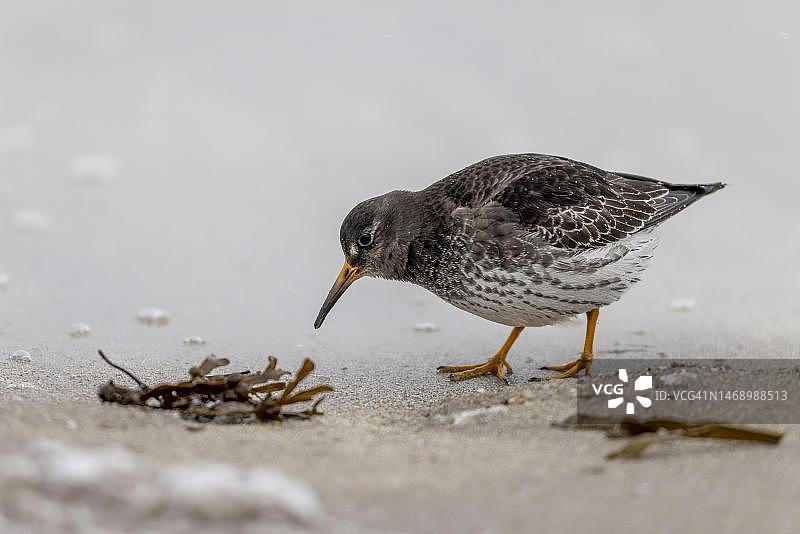 冬季在海滩觅食的紫鹬，挪威北部图片素材