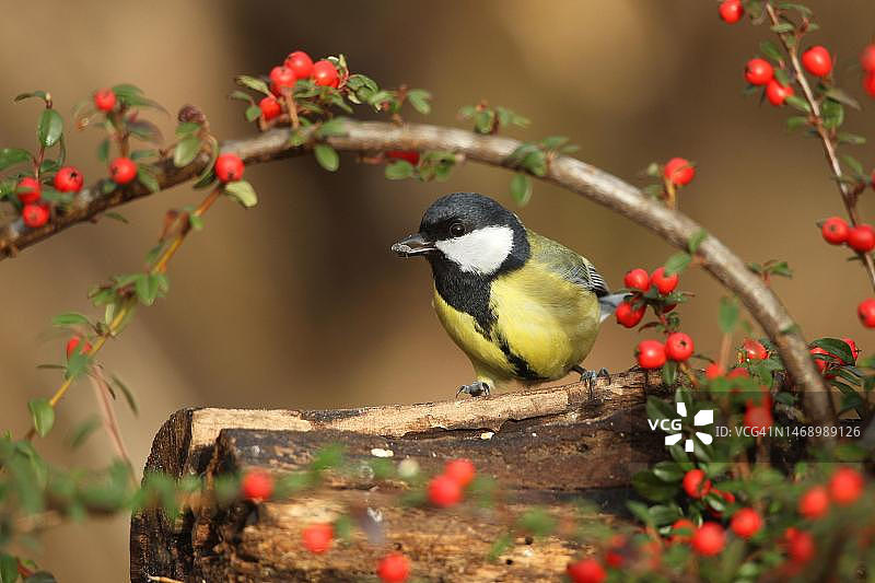 冬季德国巴伐利亚大山雀与火棘果实图片素材