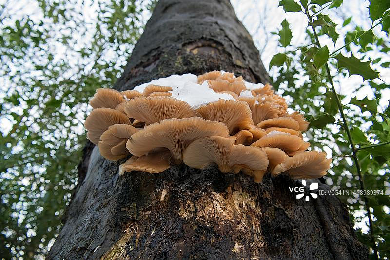 德国北莱茵-威斯特法伦州冬季雪地里的铜山毛榉上的蚝菇图片素材