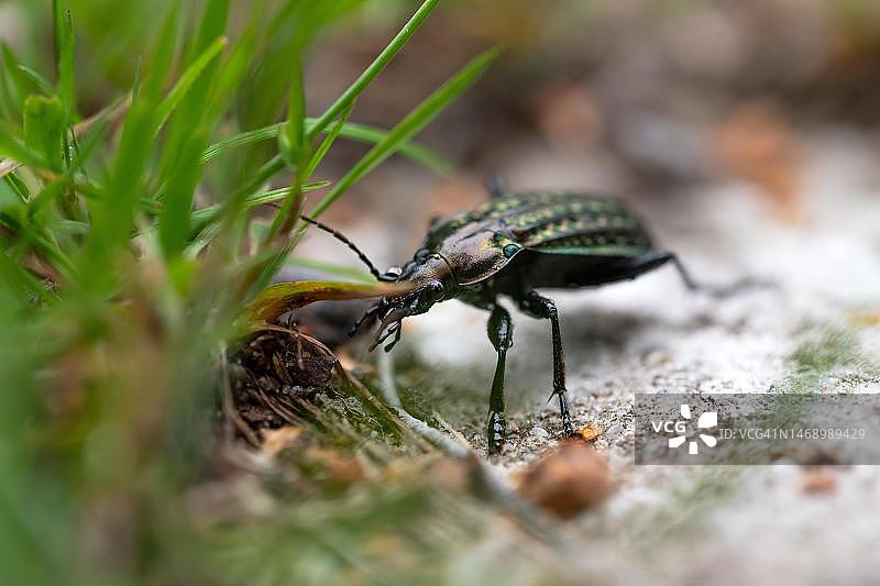 带露珠的步行虫图片素材