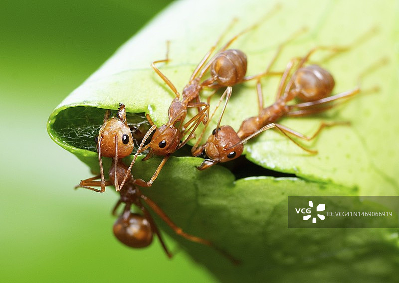 蚂蚁搬运绿叶筑巢 - 动物行为图片素材