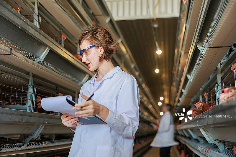 女兽医在工业养鸡场使用平板电脑检查鸡蛋质量图片素材