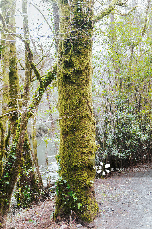 覆盖着苔藓的树干图片素材