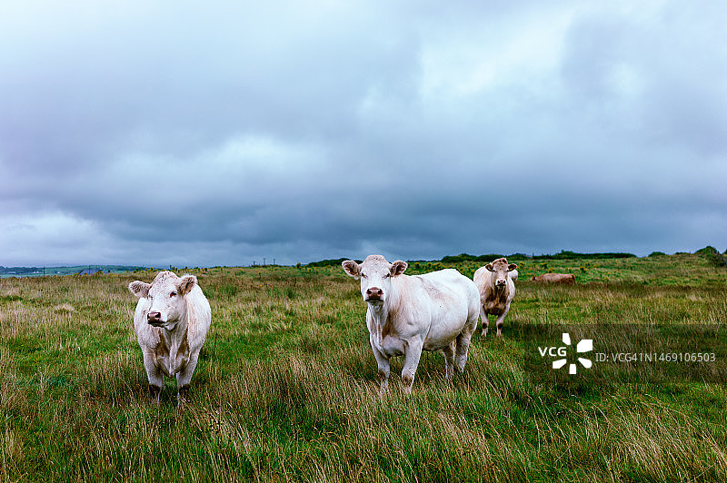 爱尔兰多尼戈尔郡的爱尔兰奶牛图片素材