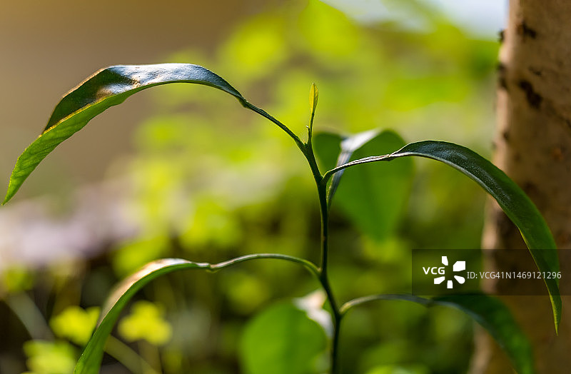 枣树苗特写图片素材