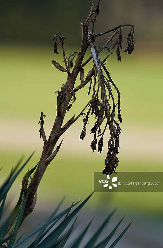 剑叶丝兰图片素材