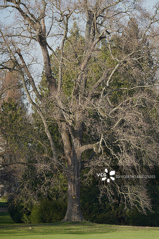 盛开的鹅掌楸图片素材