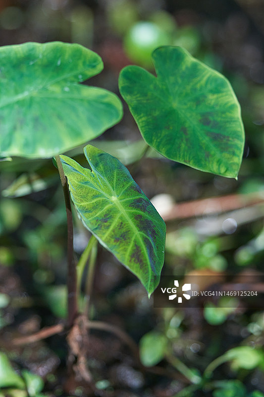 彩叶芋图片素材