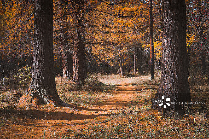 橙色森林图片素材