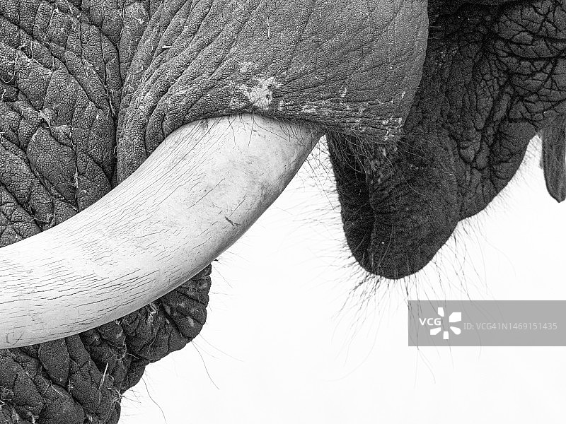 非洲象（非洲象）的嘴和象牙特写图片素材