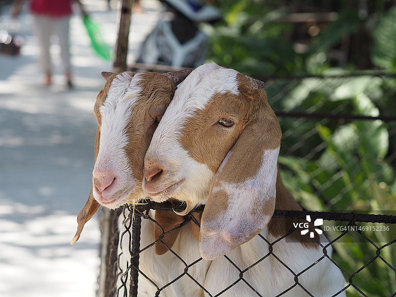 山羊叫图片素材
