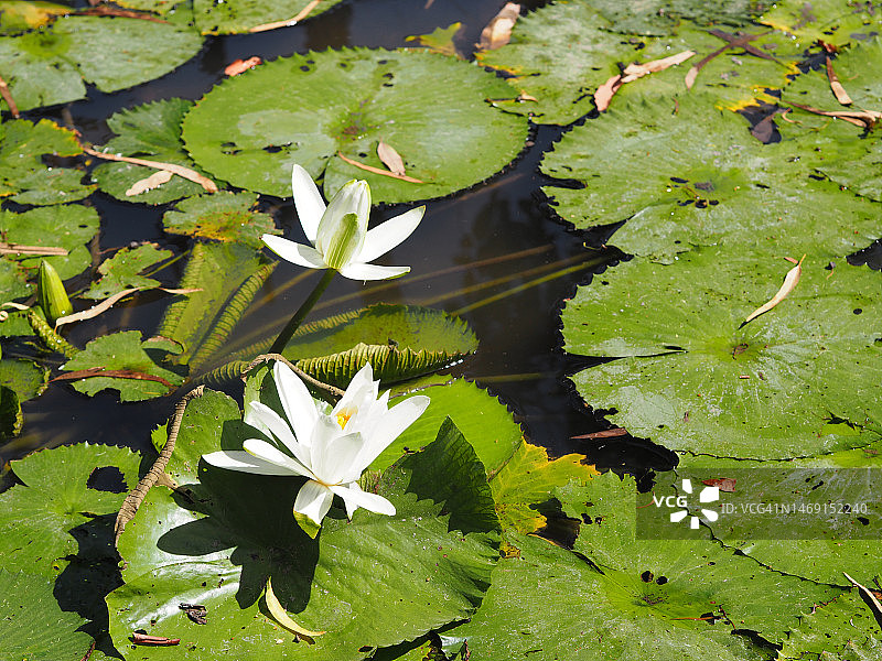 池塘中盛开的白色荷花与绿叶图片素材
