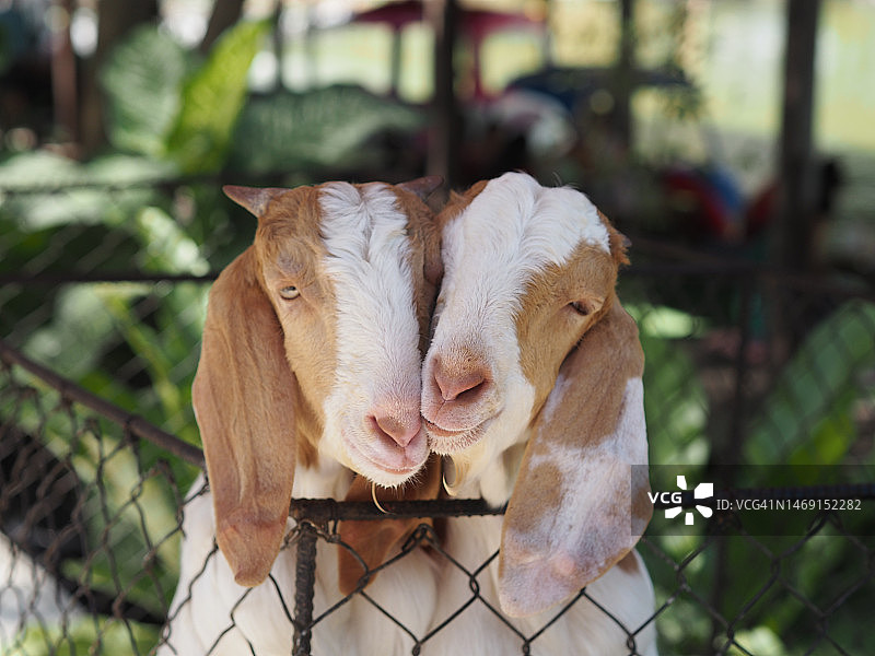 山羊叫图片素材