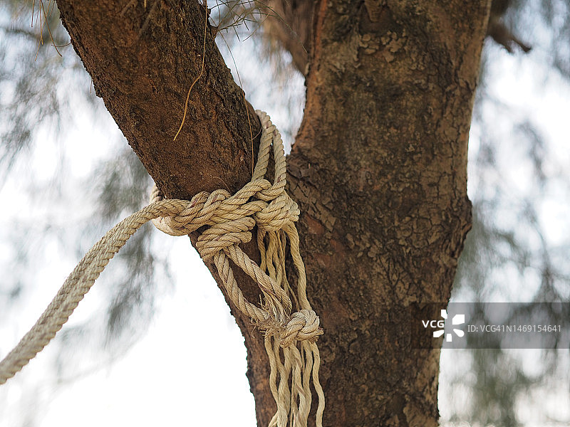 系在树上的绳子图片素材