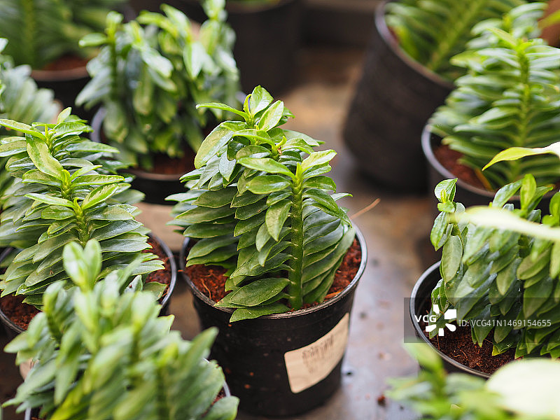 红雀珊瑚图片素材