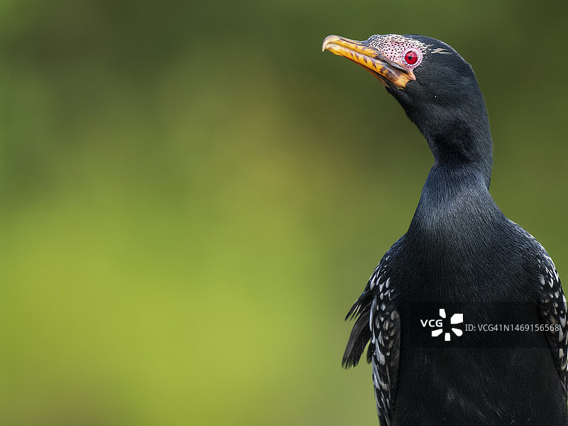 非洲小鸬鹚特写，乔贝河图片素材