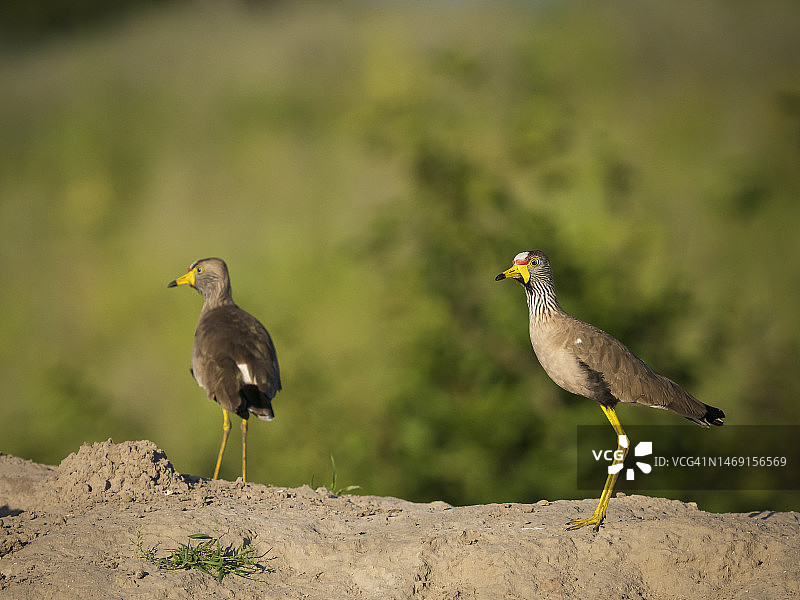 非洲肉垂麦鸡（Vanellus senegallus）在乔贝河河岸图片素材