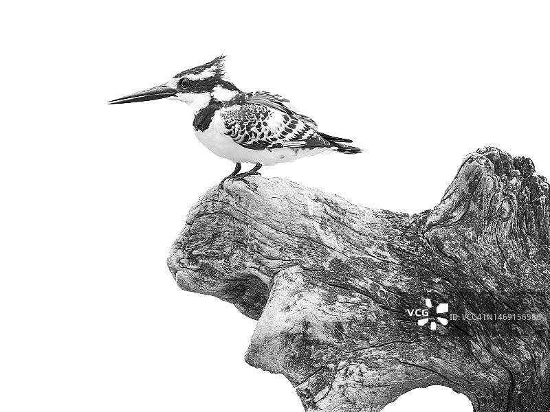 栖息在木头上的斑鱼狗，乔贝河图片素材