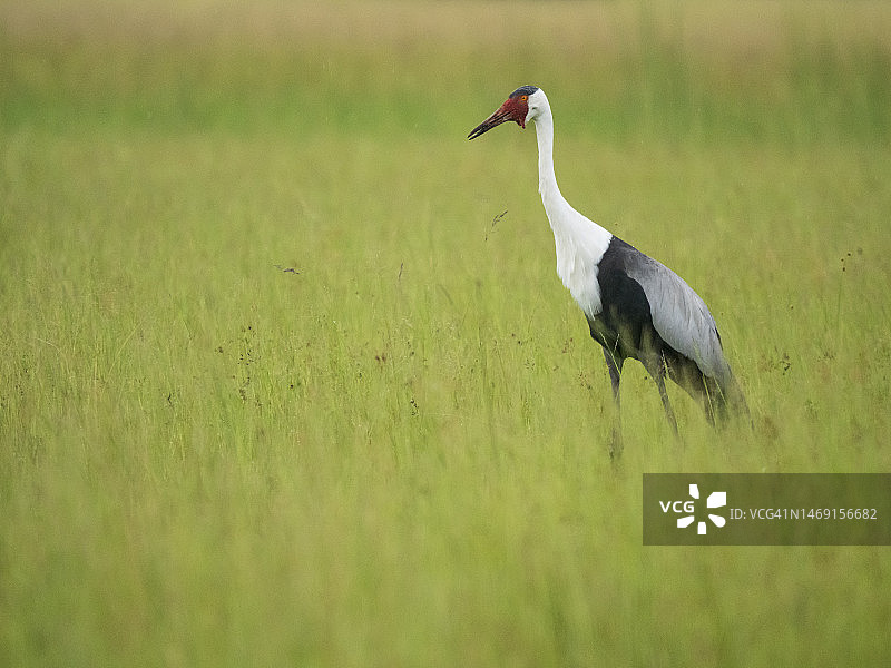 奥卡万戈三角洲的肉垂鹤（Grus carunculata）图片素材