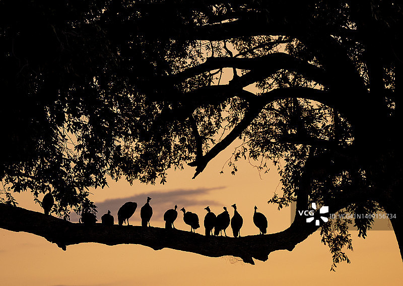 日落时分栖息在树上的珍珠鸡群，乔贝河图片素材