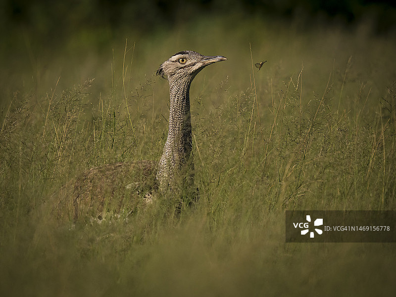 乔贝国家公园的柯利鸨图片素材