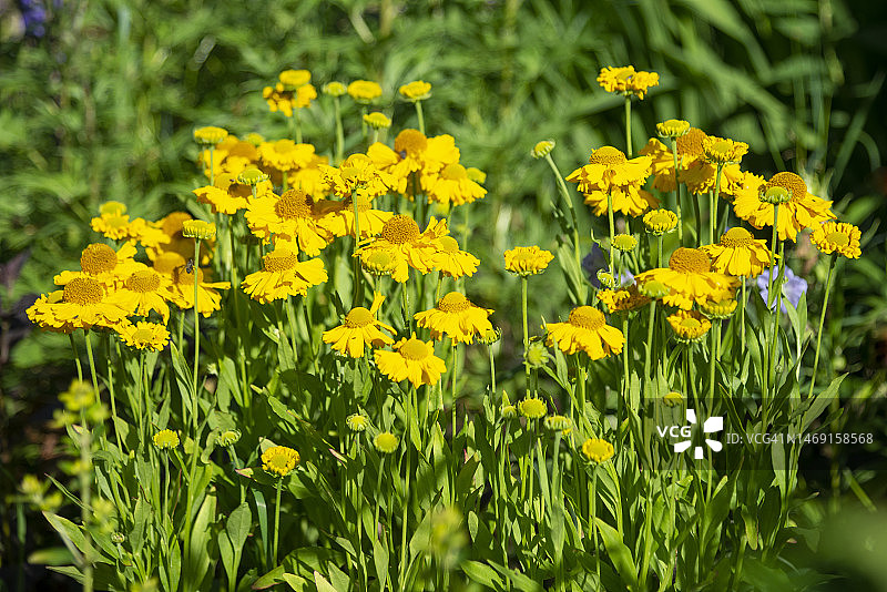 在仲夏花园开花的凤仙花图片素材
