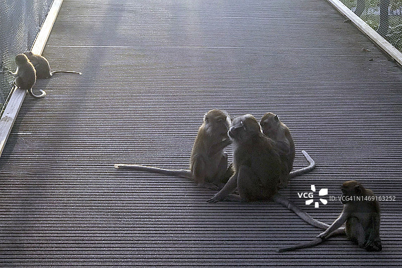 新加坡长尾猕猴图片素材