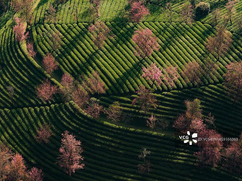 茶山花卉图片素材